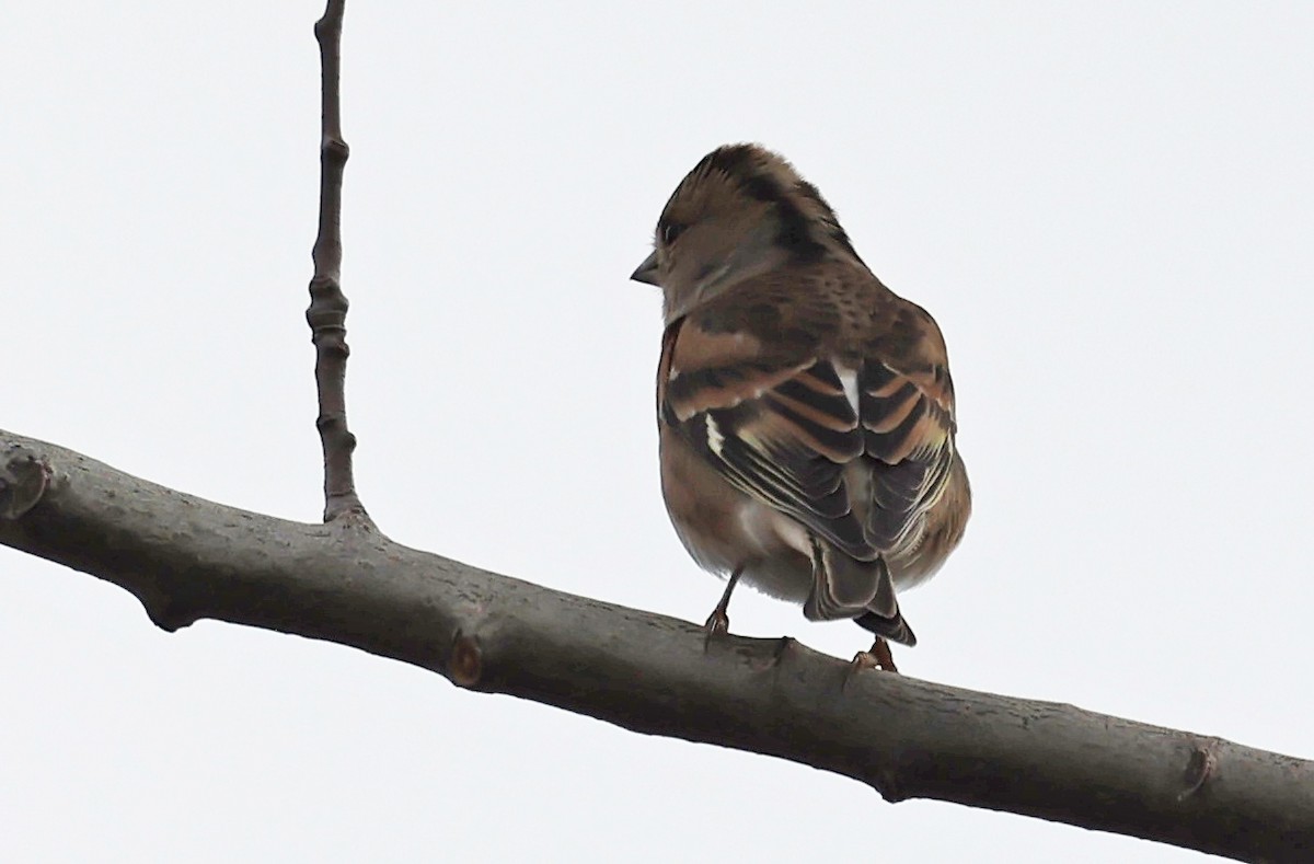 Brambling - ML646458298