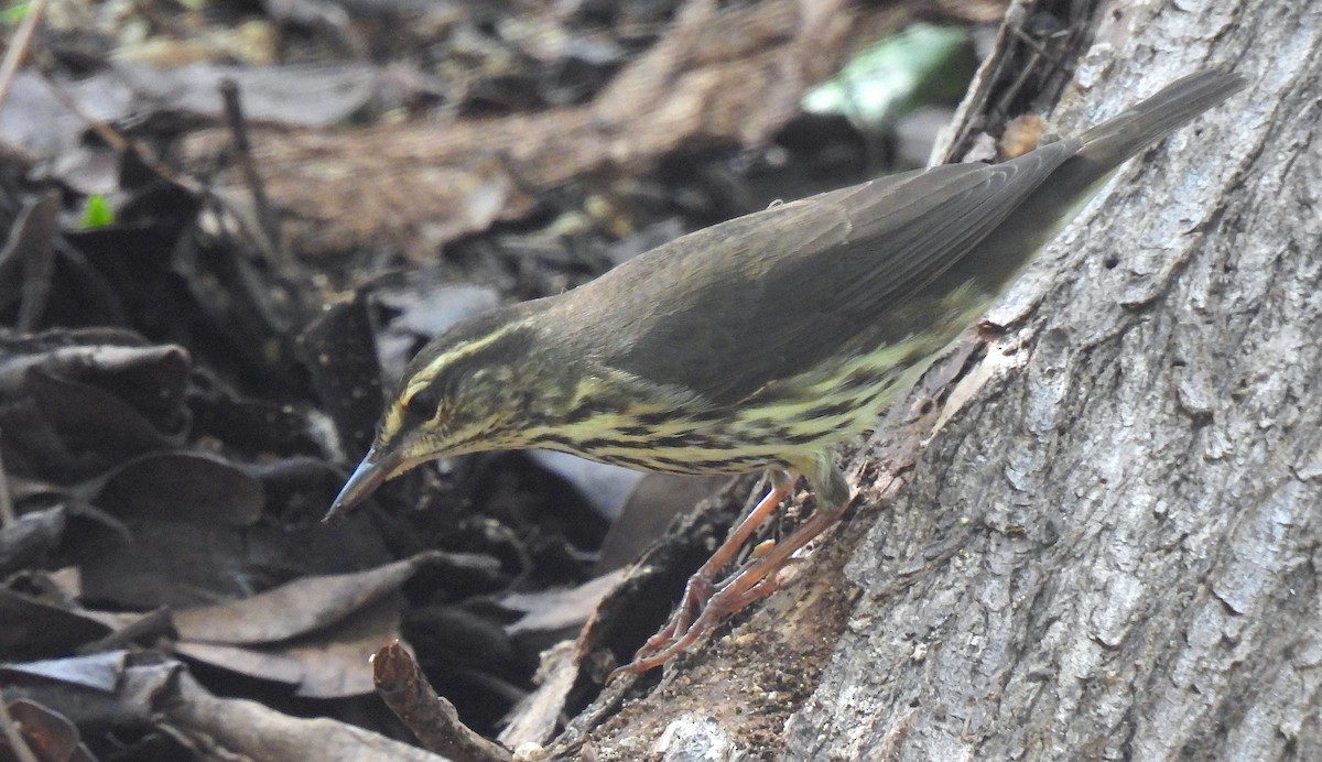 Northern Waterthrush - ML646458299