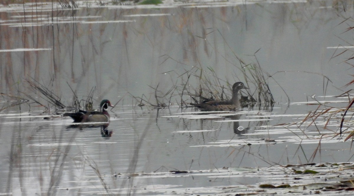 アメリカオシ - ML646458302