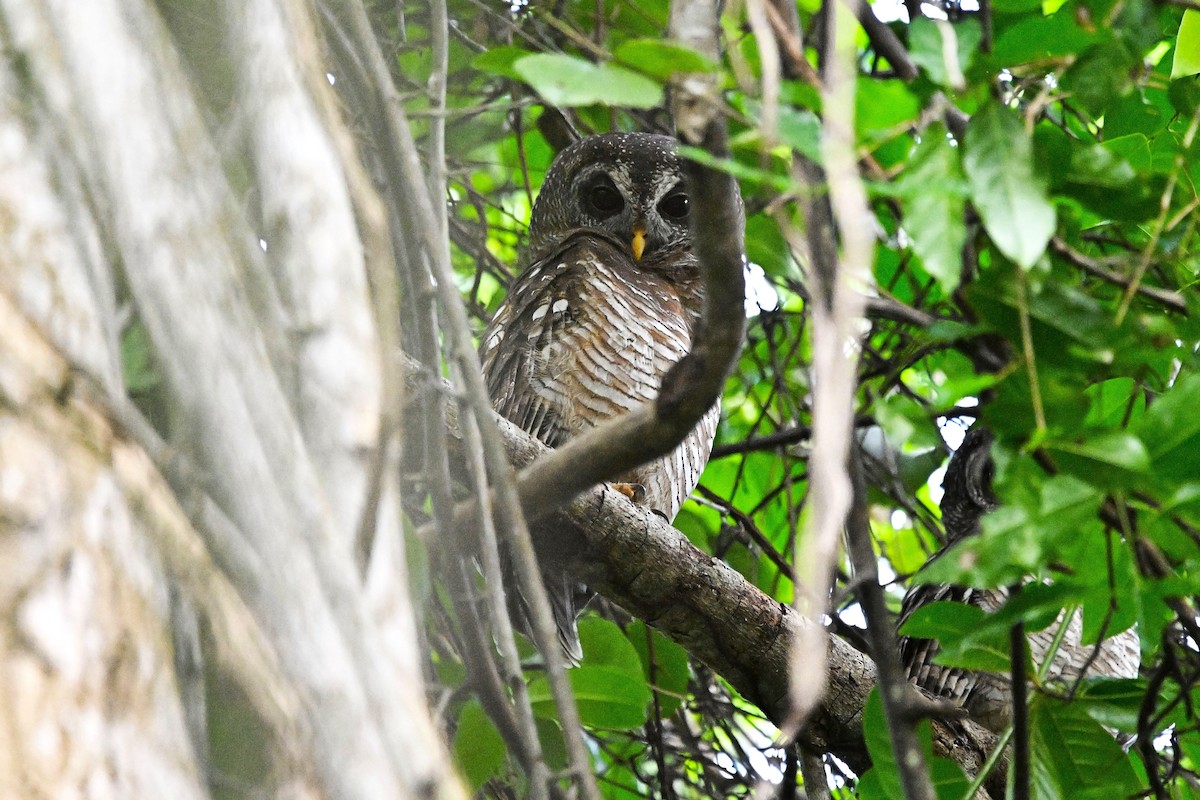 Африканская неясыть - ML646458308