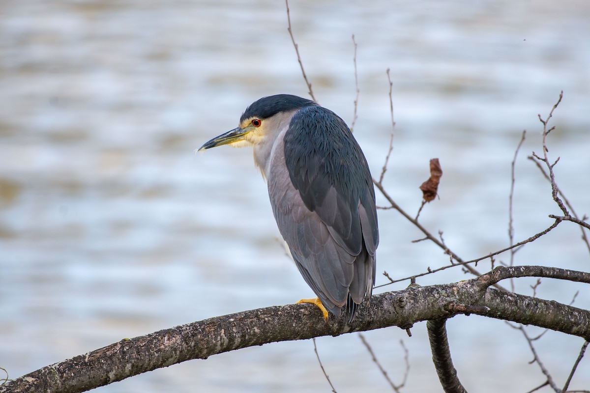 Black-crowned Night Heron - ML646458309
