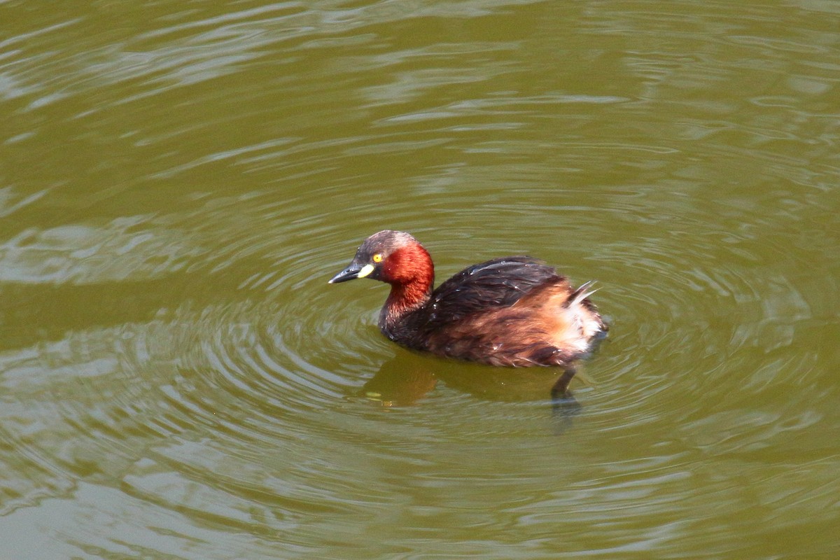 Хурган шунгуур - ML646458319