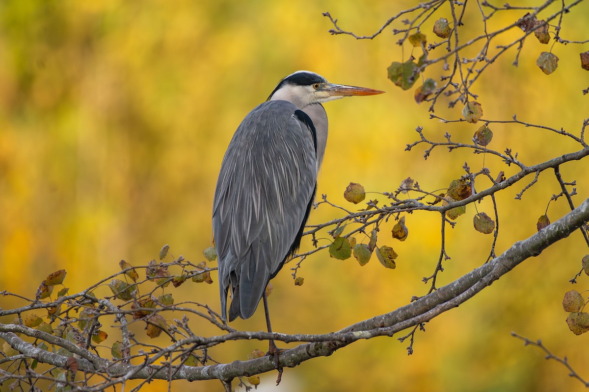 Gray Heron - ML646458320