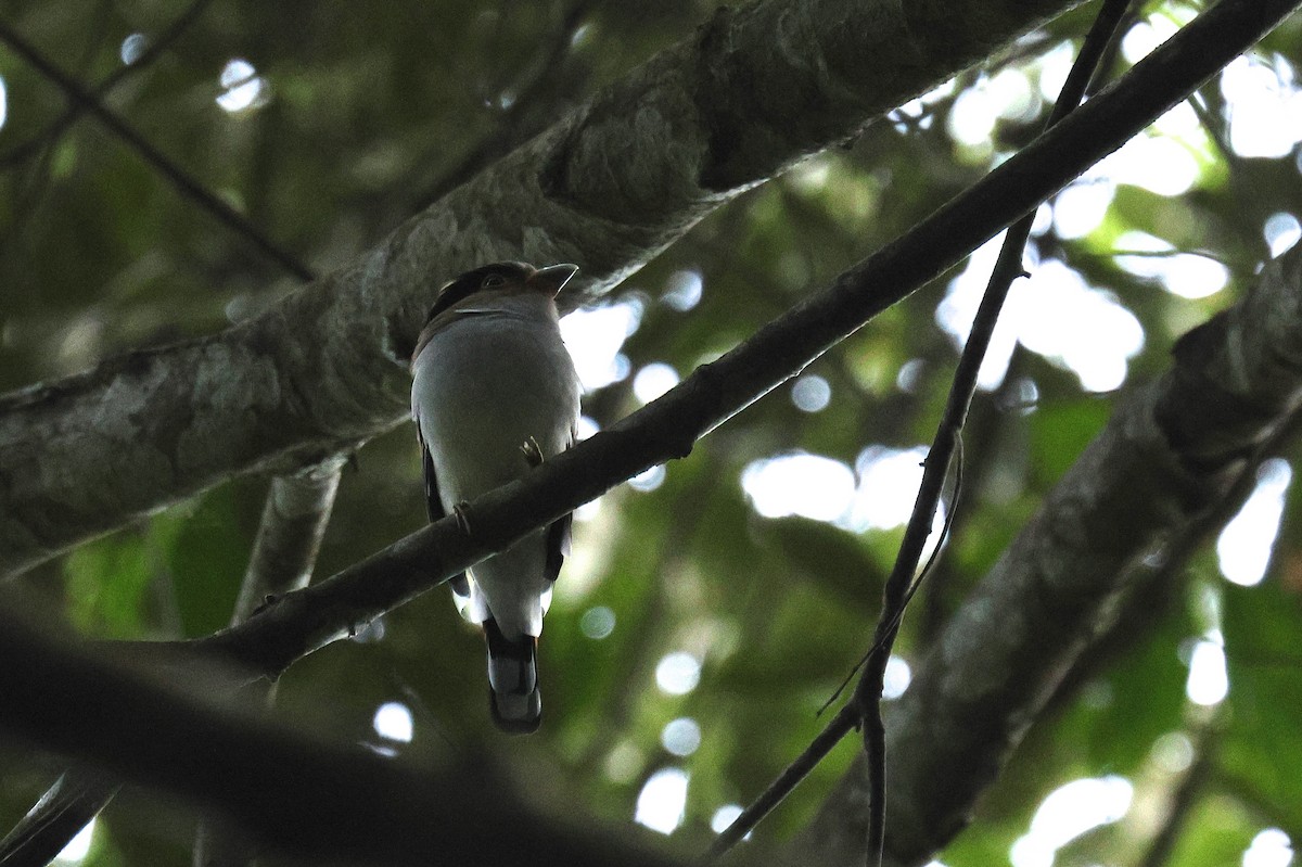 ギンムネヒロハシ - ML646458321