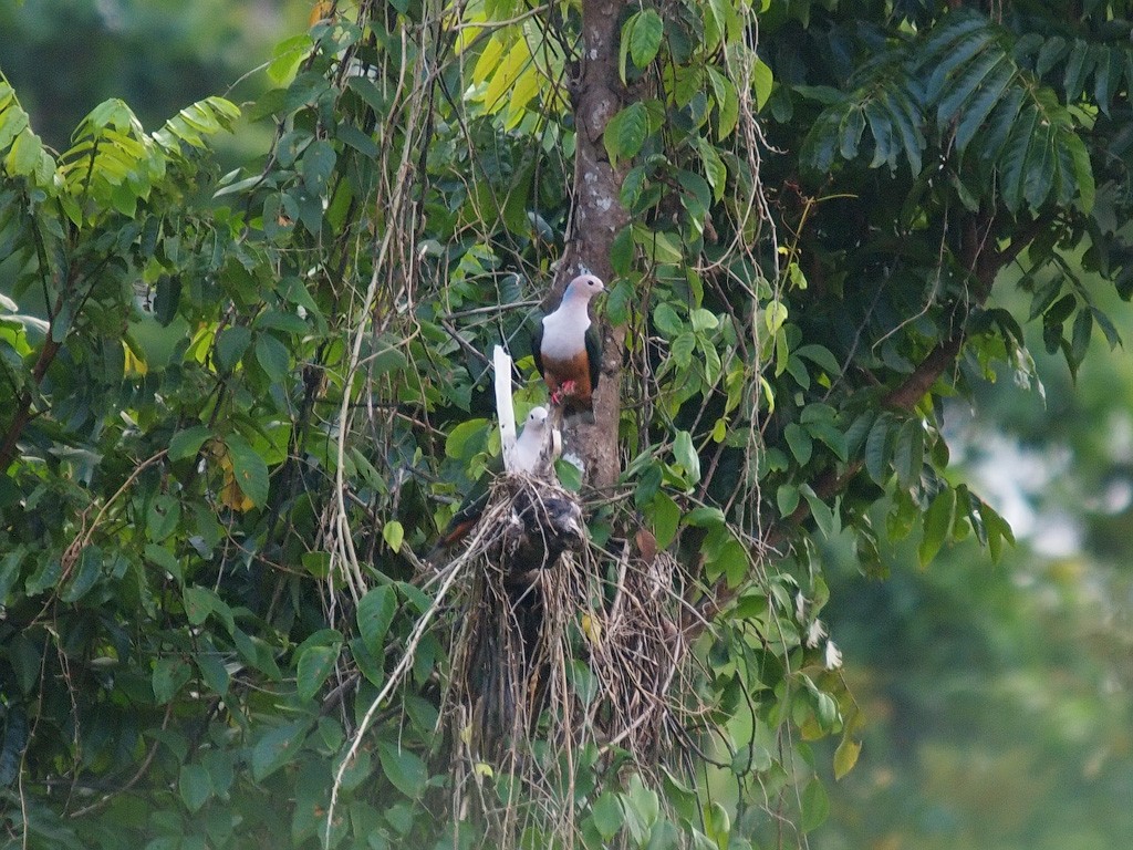 Cinnamon-bellied Imperial-Pigeon (Gray-naped) - ML646458322