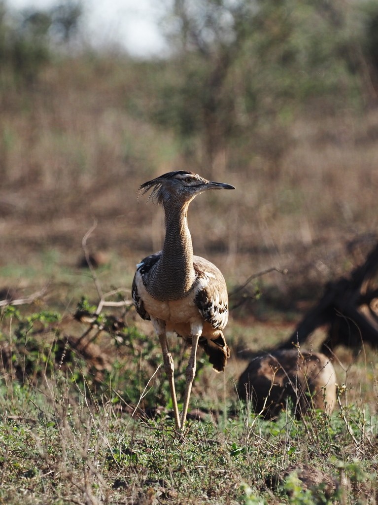 アフリカオオノガン - ML646458324