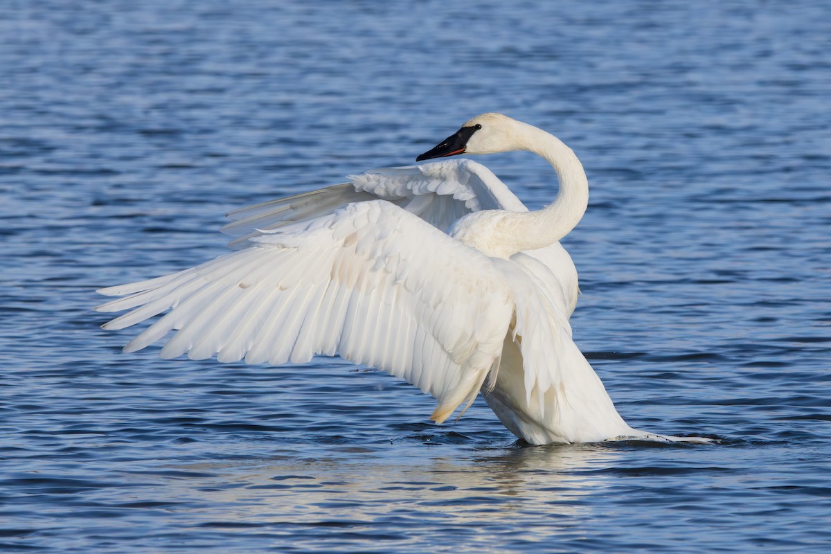 Trumpeter Swan - ML646458327