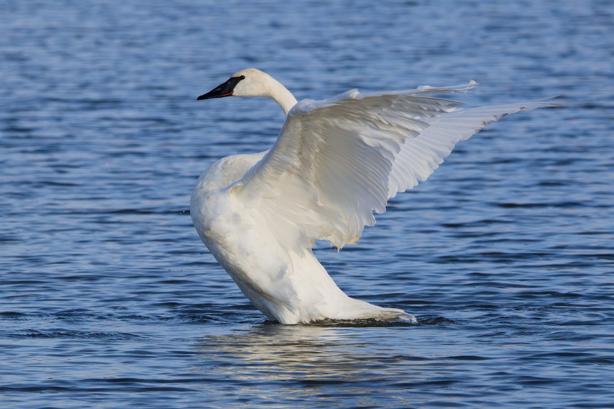 Trumpeter Swan - ML646458328
