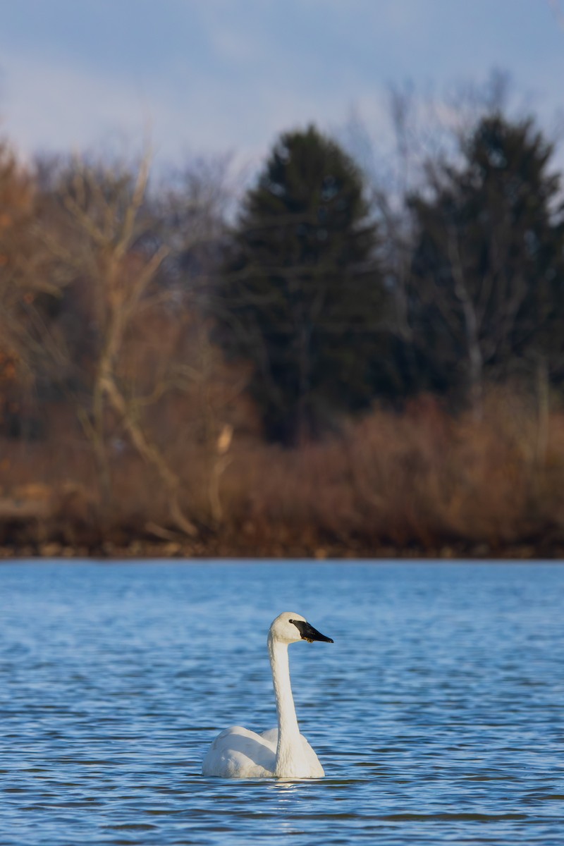 Trumpeter Swan - ML646458329