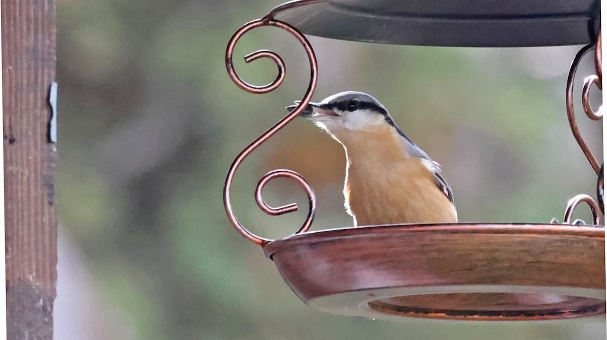 Eurasian Nuthatch - ML646458330