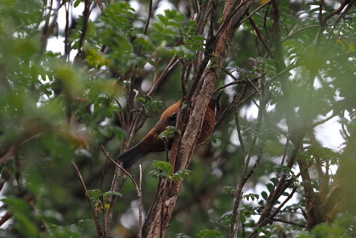 Giant Conebill - ML646458332