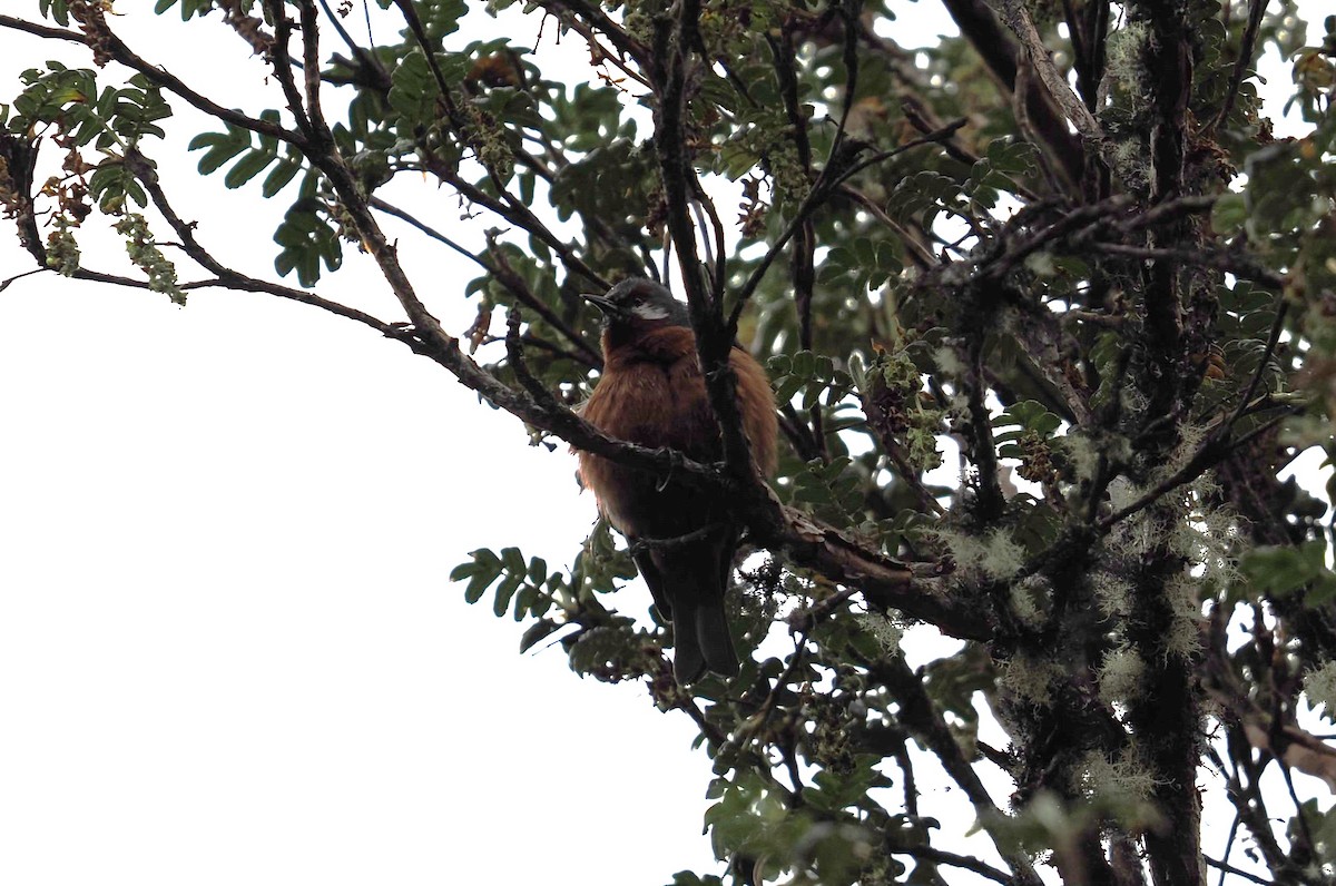 Giant Conebill - ML646458333