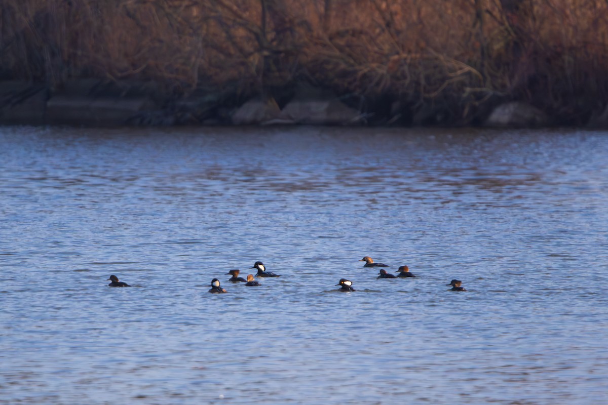 Hooded Merganser - ML646458342
