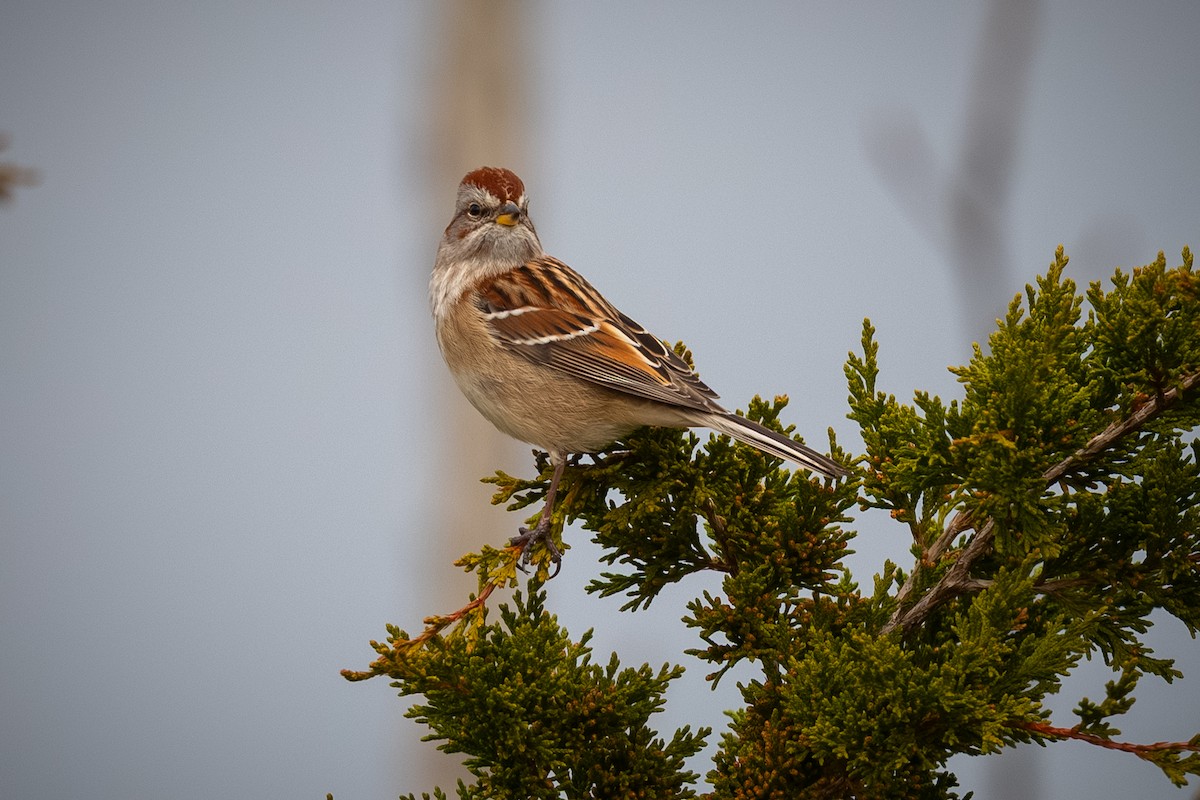 Пасовник північний - ML646458345
