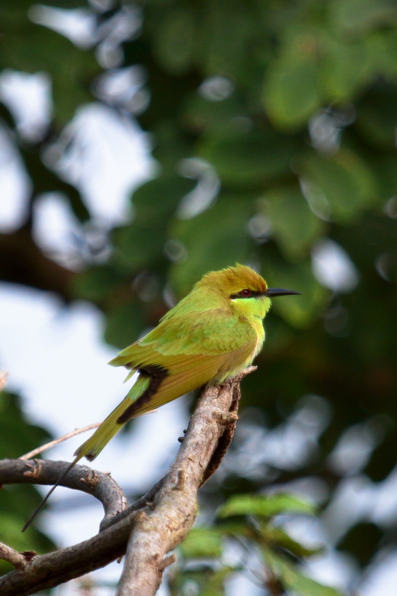 Asian Green Bee-eater - ML646458346