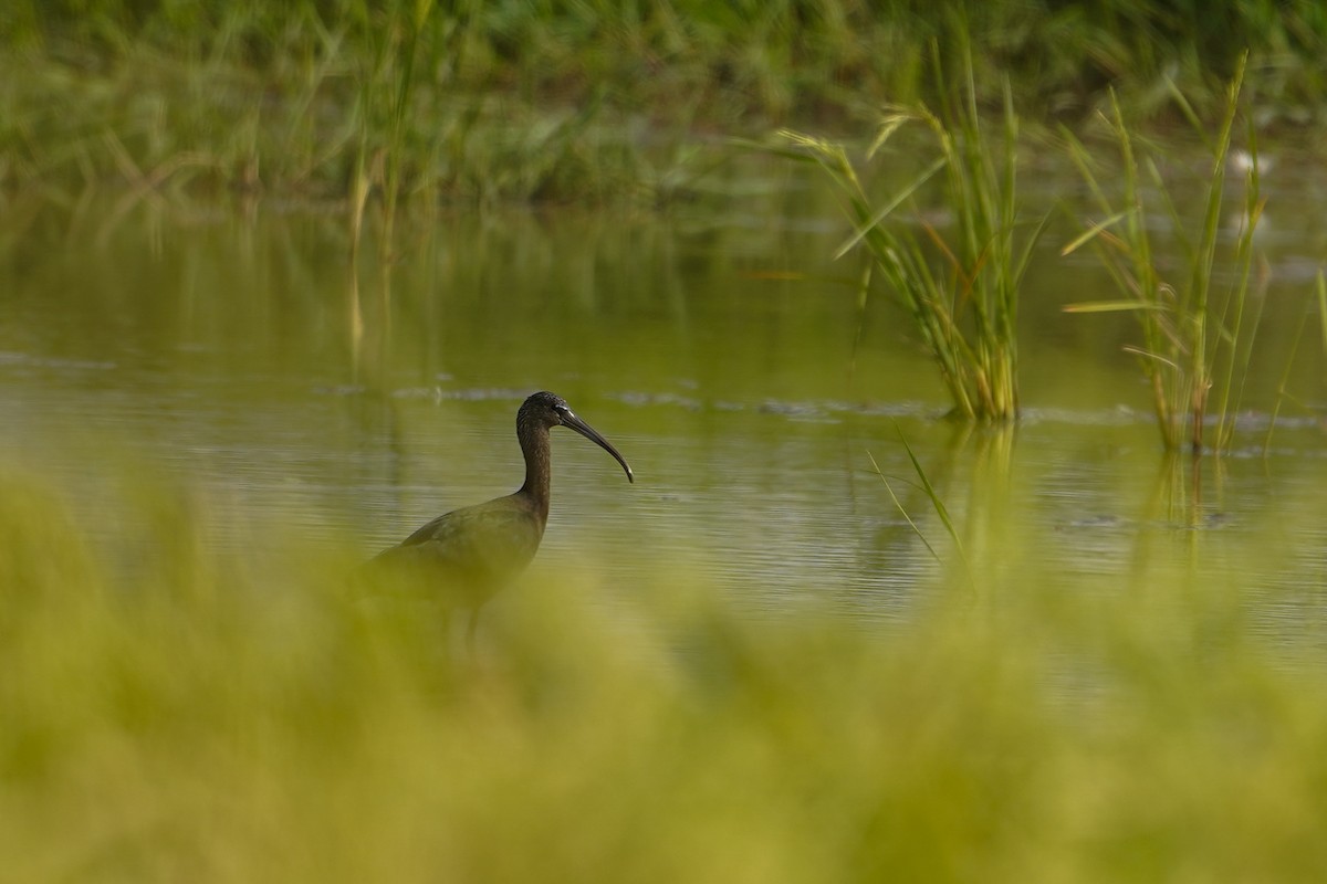 Glossy Ibis - ML646458349