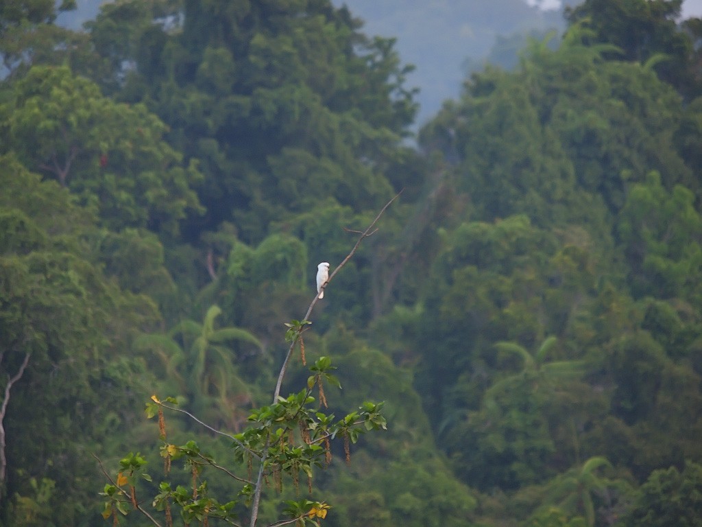White Cockatoo - ML646458356