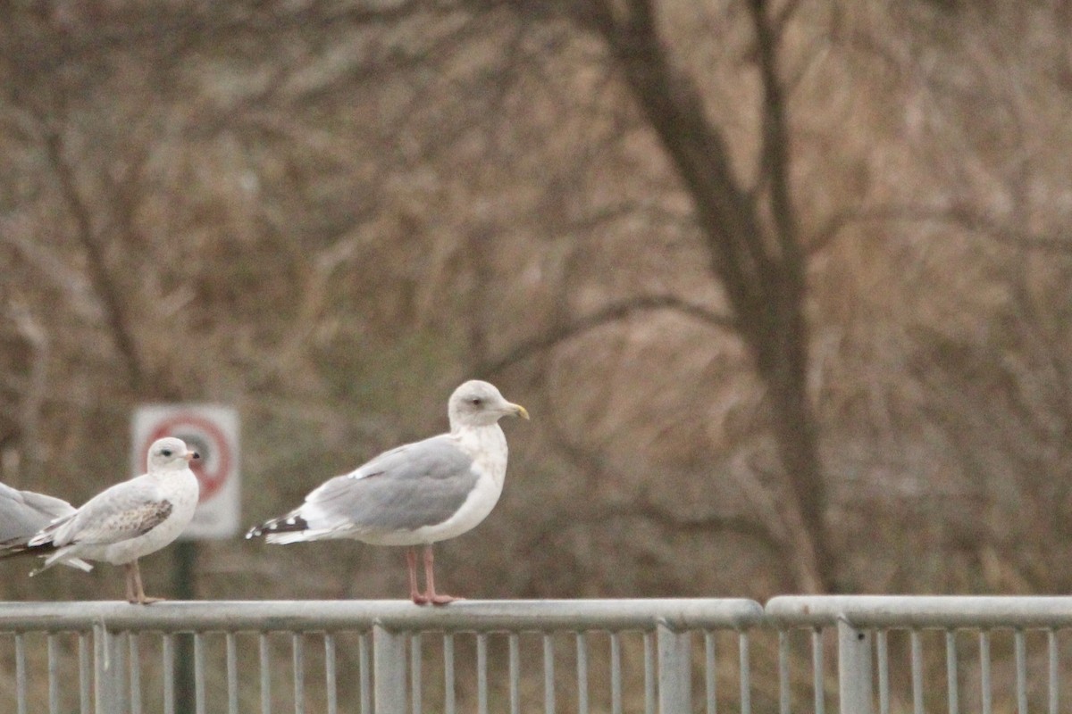 Larus sp. - ML646458358