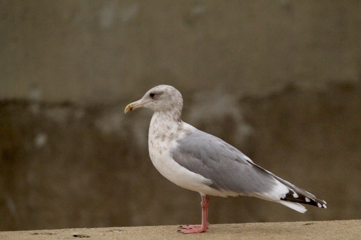 Larus sp. - ML646458359