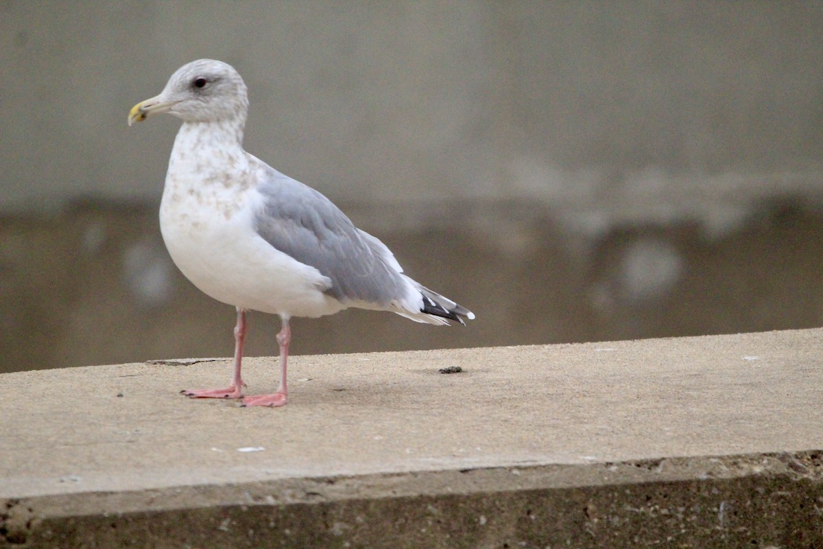 Larus sp. - ML646458360