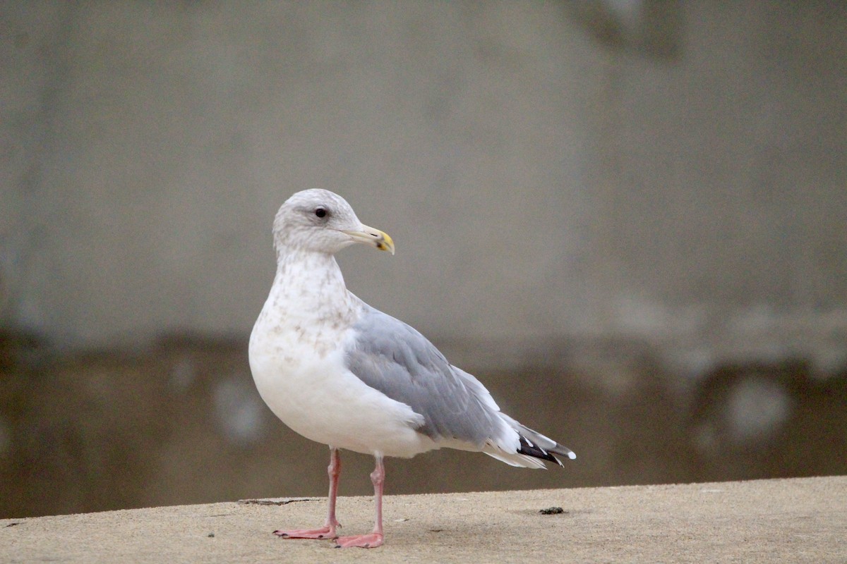 Larus sp. - ML646458361