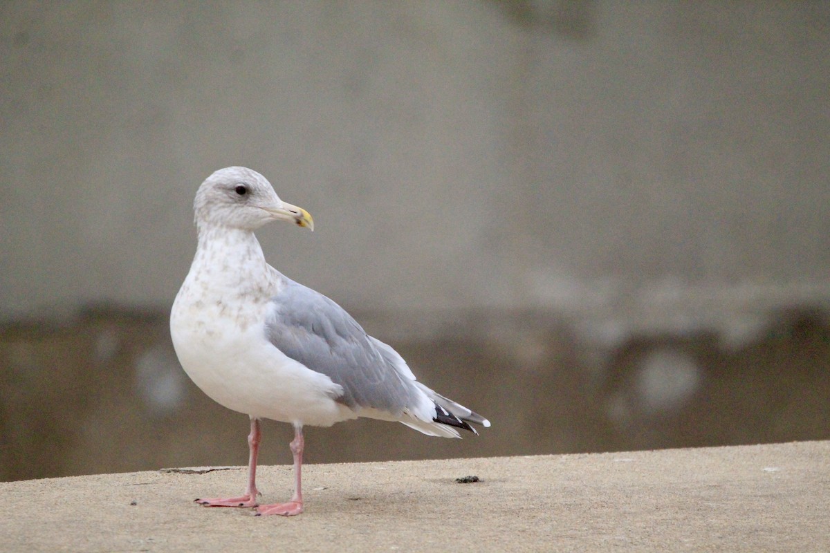 Larus sp. - ML646458362