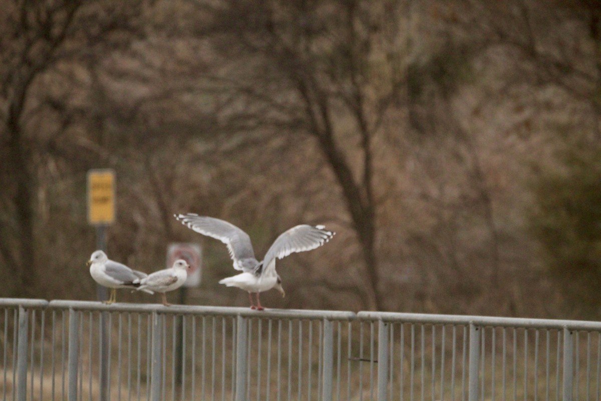 Larus sp. - ML646458363