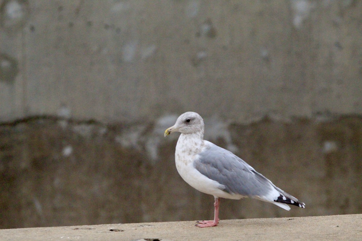 Larus sp. - ML646458364
