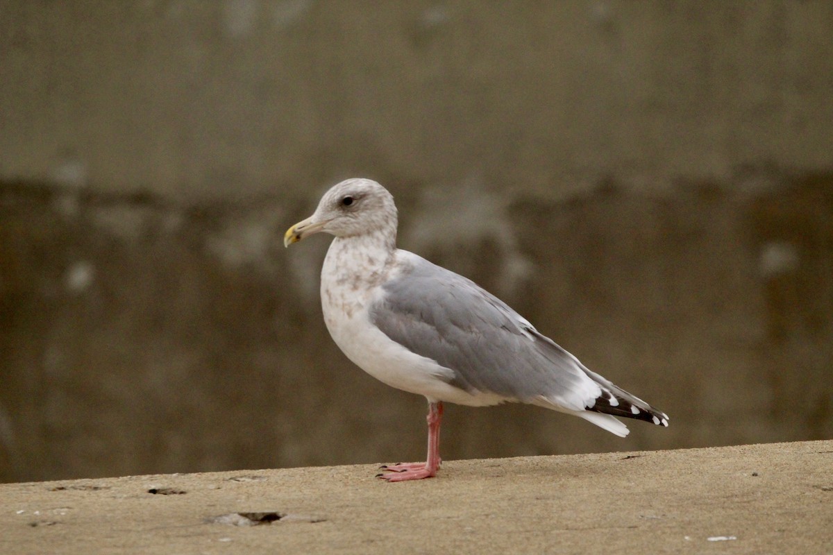 Larus sp. - ML646458365