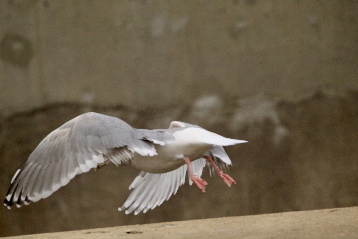 Larus sp. - ML646458366