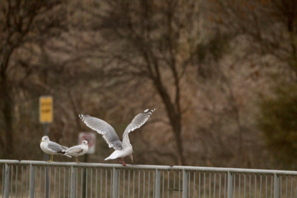 Larus sp. - ML646458367