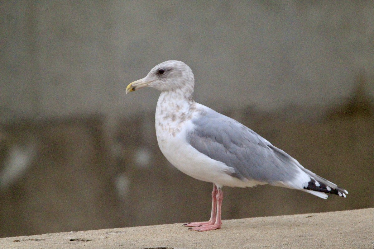 Larus sp. - ML646458368