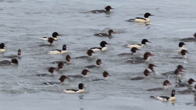 川秋沙 - ML646458370