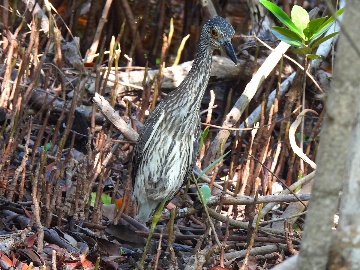 Yellow-crowned Night Heron - ML646458371