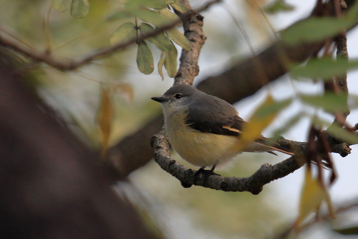 Small Minivet - ML646458372