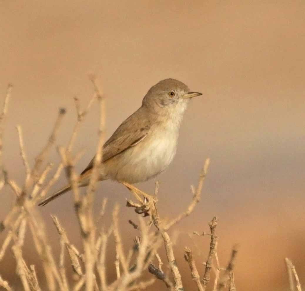 Цөлийн зэржгэнэ - ML646458374