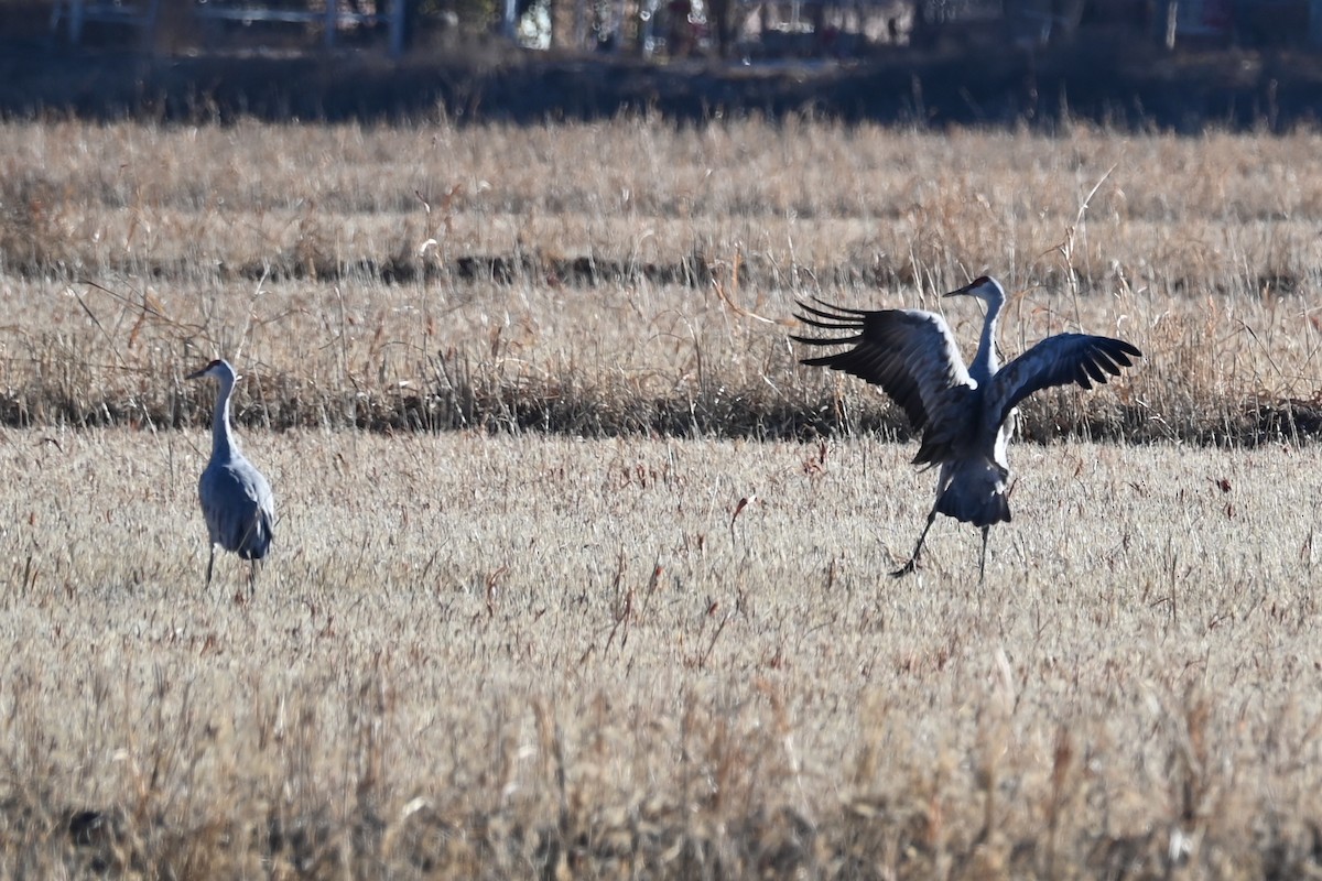 Sandhill Crane - ML646458375