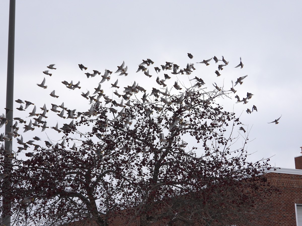 Bohemian Waxwing - ML646458376