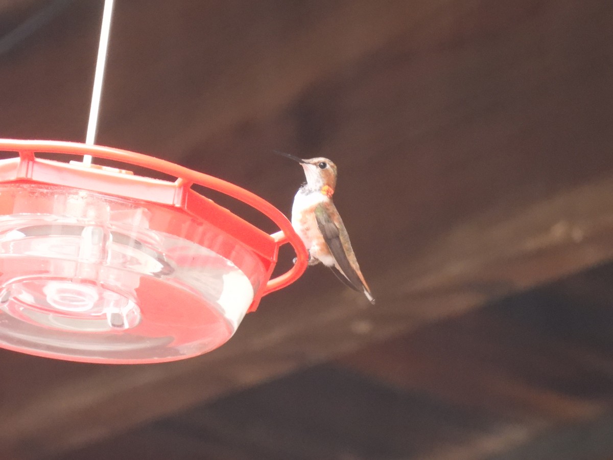 Rufous Hummingbird - ML646458377