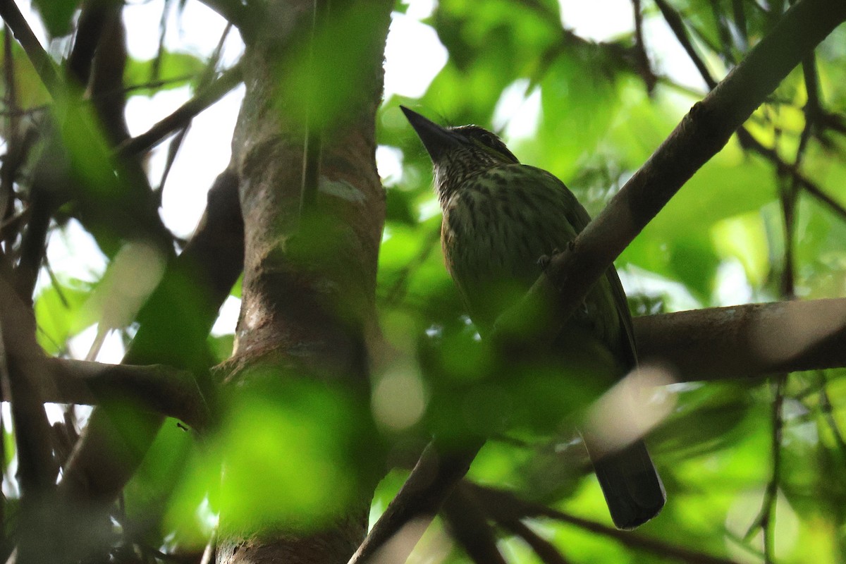 ミミアオゴシキドリ - ML646458378