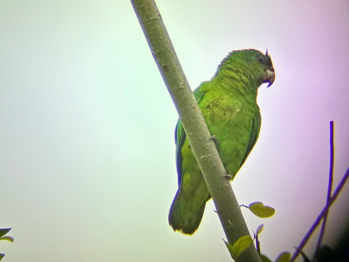 Black-billed Amazon - ML646458379
