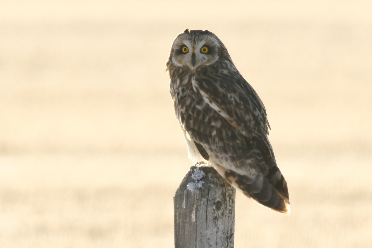 Short-eared Owl - ML646458380