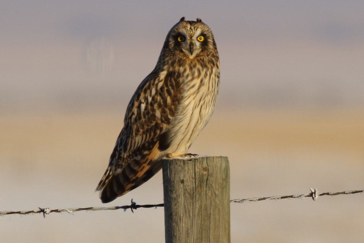 Short-eared Owl - ML646458381