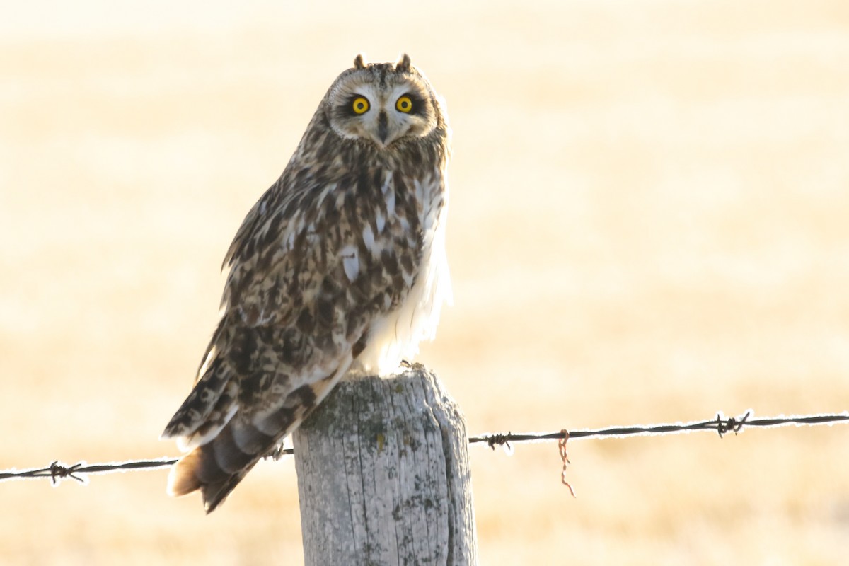 Short-eared Owl - ML646458382