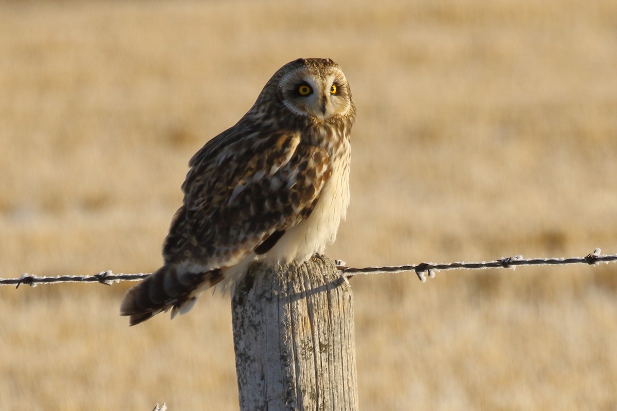 Short-eared Owl - ML646458383