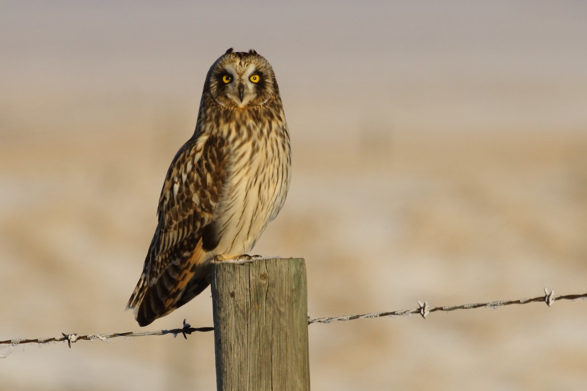 Short-eared Owl - ML646458384