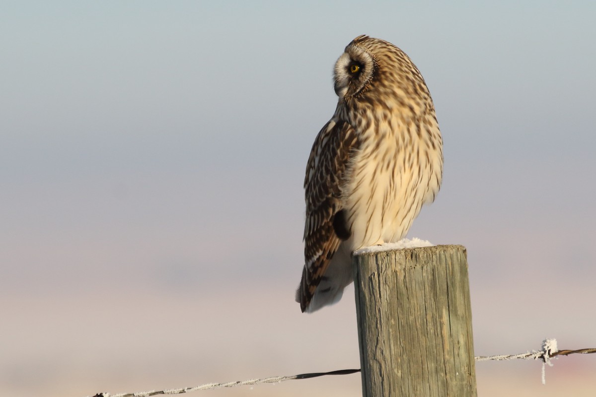 Short-eared Owl - ML646458385