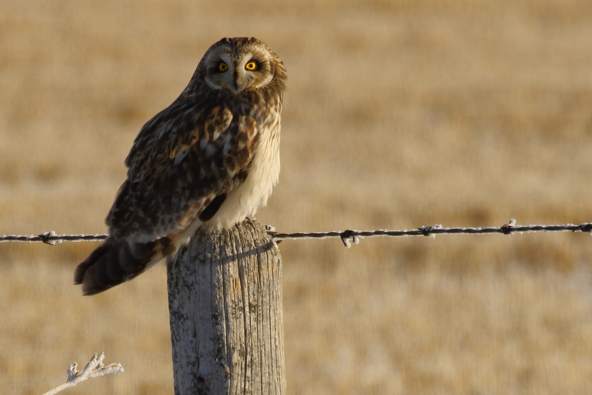 Short-eared Owl - ML646458386