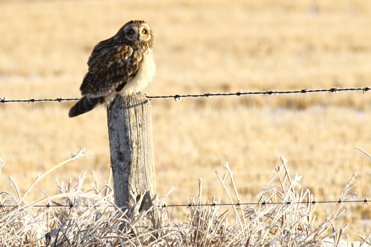 Short-eared Owl - ML646458387