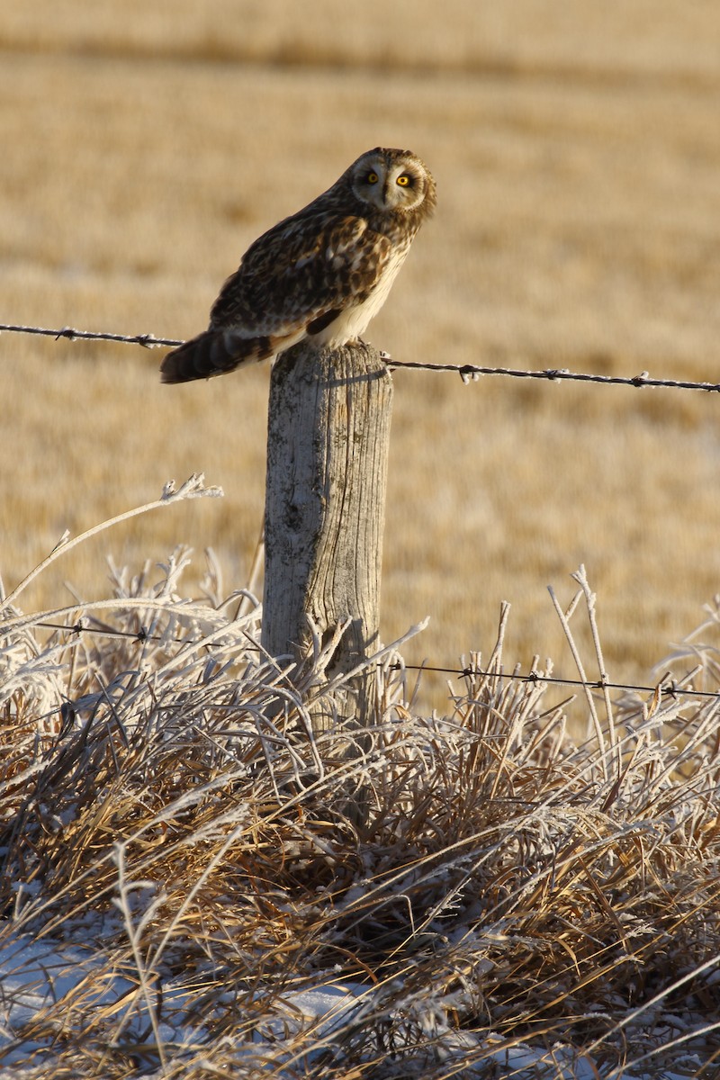 Short-eared Owl - ML646458388